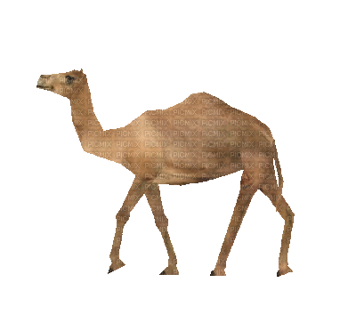 Trading Camel